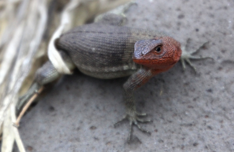 galapagos